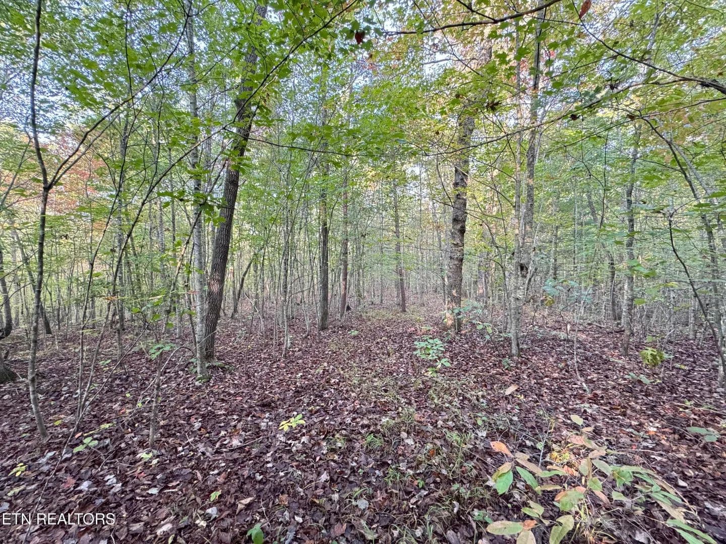 18.88 Acres of Land for Sale in Sunbright, TN - Sunbright, Tennessee, 37872