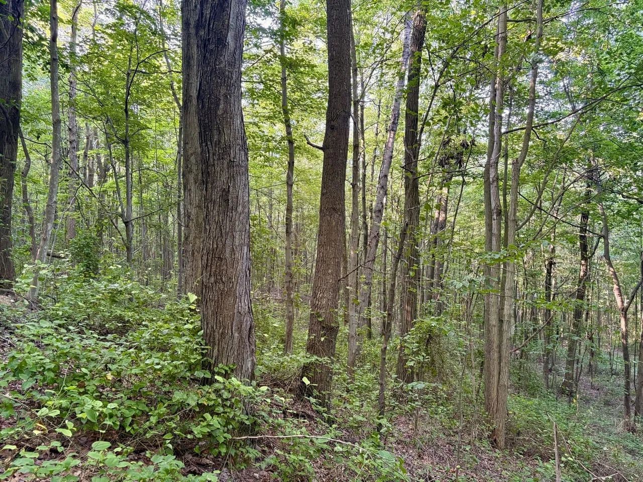 Irishtown Rd., Fayette County - 50 ± Acres - Dunbar, Pennsylvania, 15431