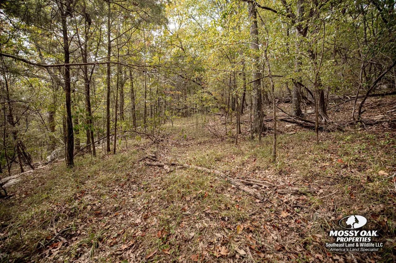 Gurley 40 Acre Tract - Madison County, AL - Gurley, Alabama, 35748