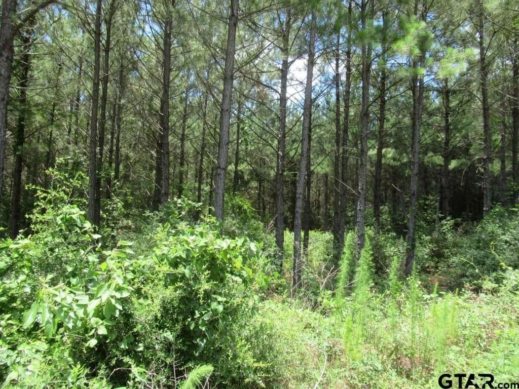 15.29 Acres of Land for Sale in Center, Texas - Center, Texas, 75935