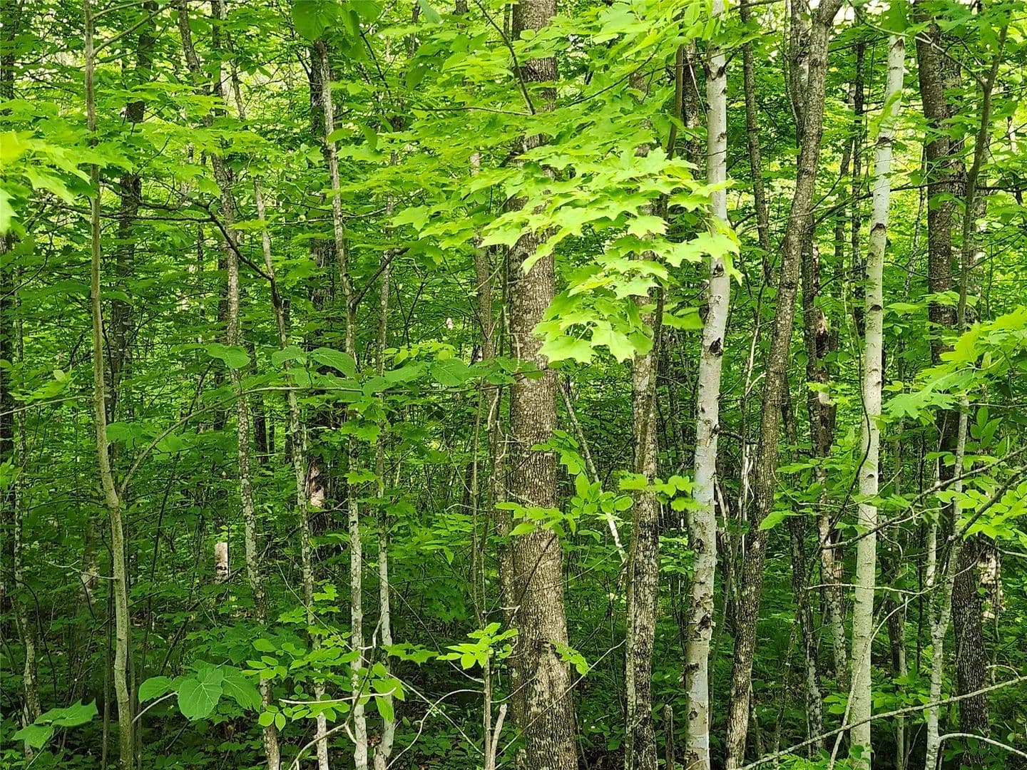 10 Acres of Land for Sale in Couderay, Wisconsin - land for sale