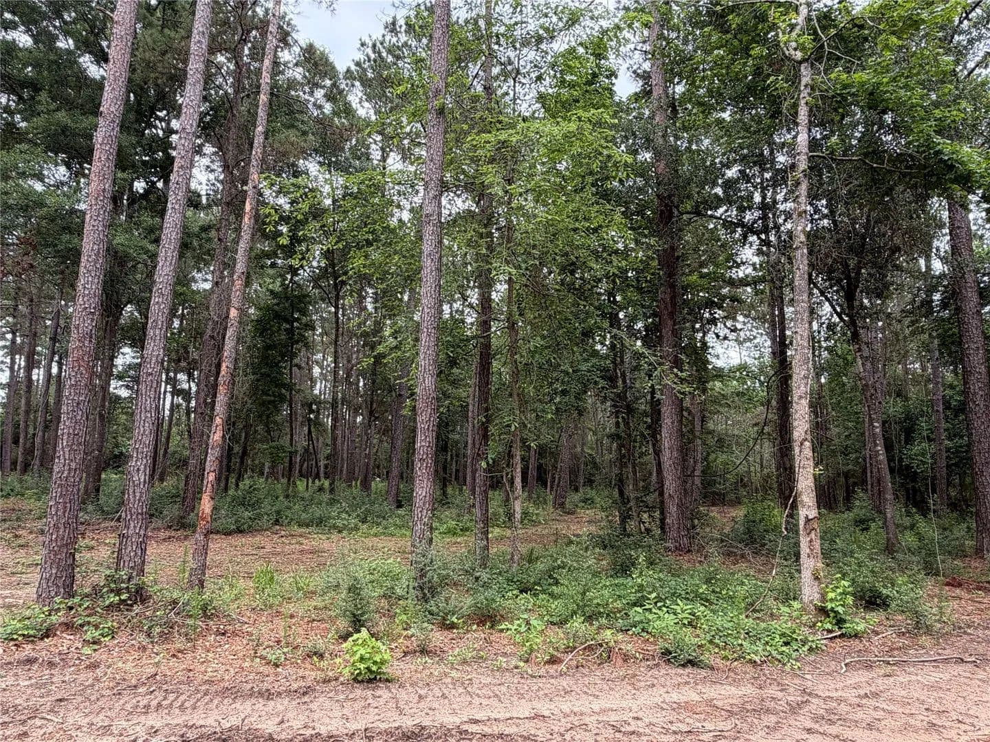 Lots & Land-Other in Willis - Willis, Texas, 77378