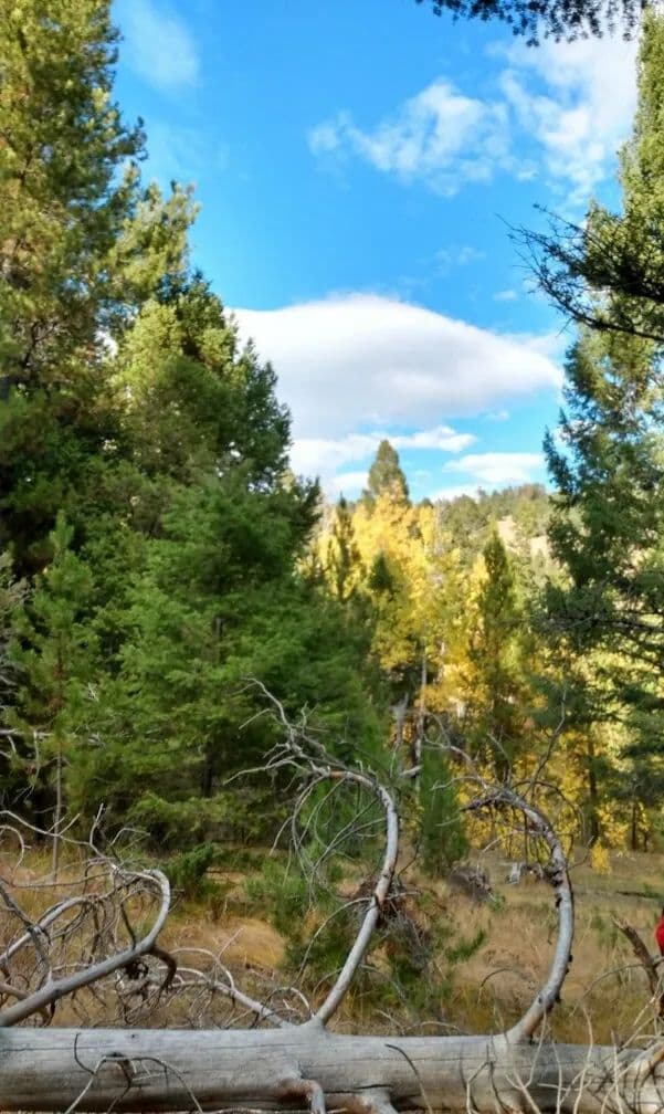 Property from NHN Hoover Creek Road - KW - Helmville, Montana, 59843