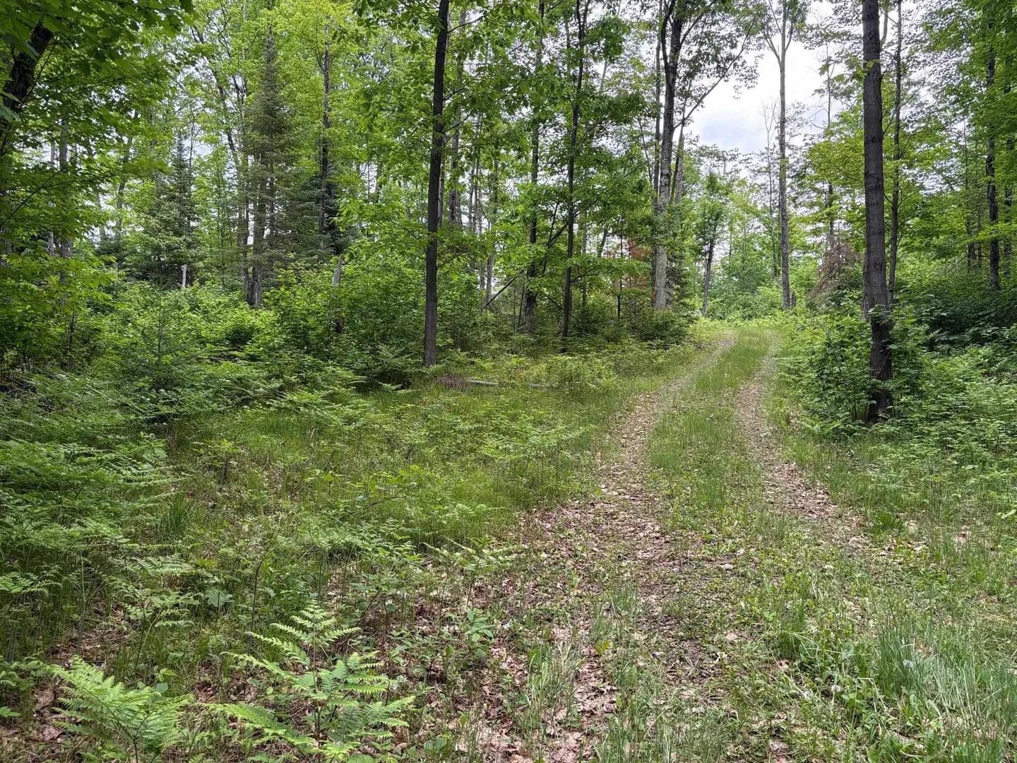 4.65 Acres of Land for Sale in Goodman, Wisconsin - Goodman, Wisconsin, 54125