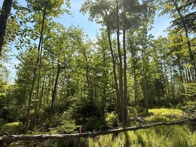 2.78 Acres of Land for Sale in Orland, Maine - Orland, Maine, 04472