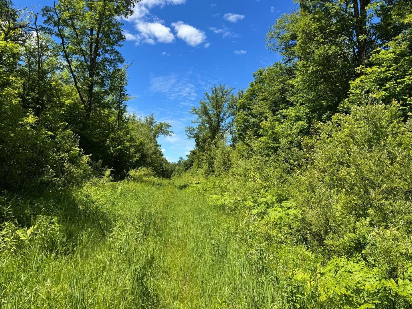 230 Acres of Land for Sale in McGregor, MN - land for sale