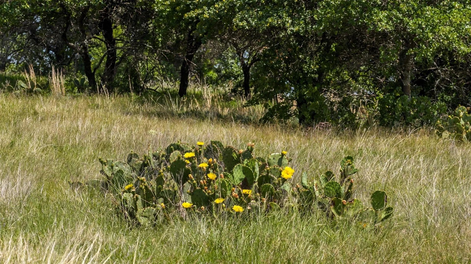 30 Acres of Land for Sale in Gordon, Texas - Gordon, Texas, 76453