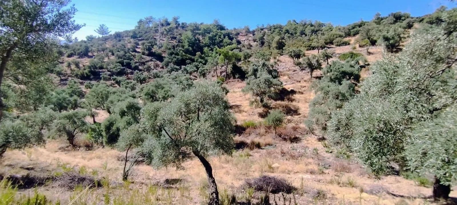 Milas Merkeze Yakın 70 Dönüm Zeytinlik Tek Tapu - land for sale