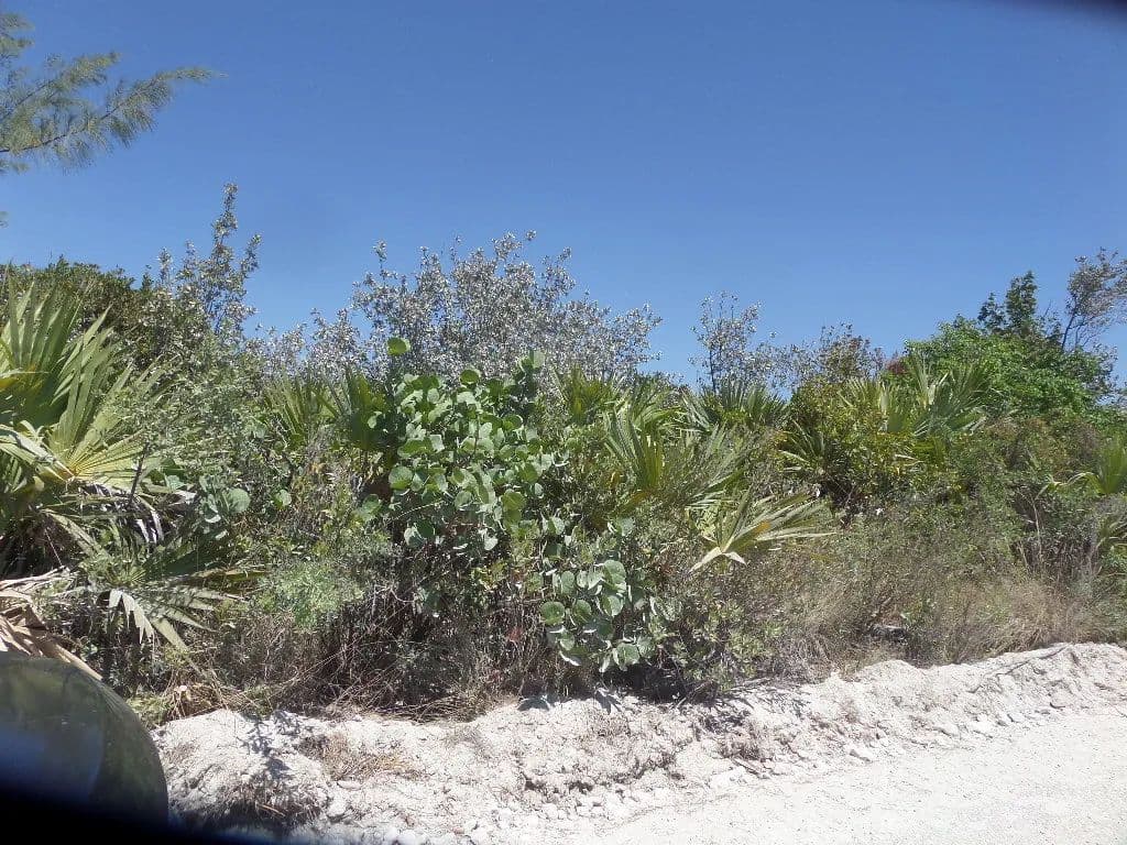 Vacant Land in Stella Maris, Long Island - land for sale