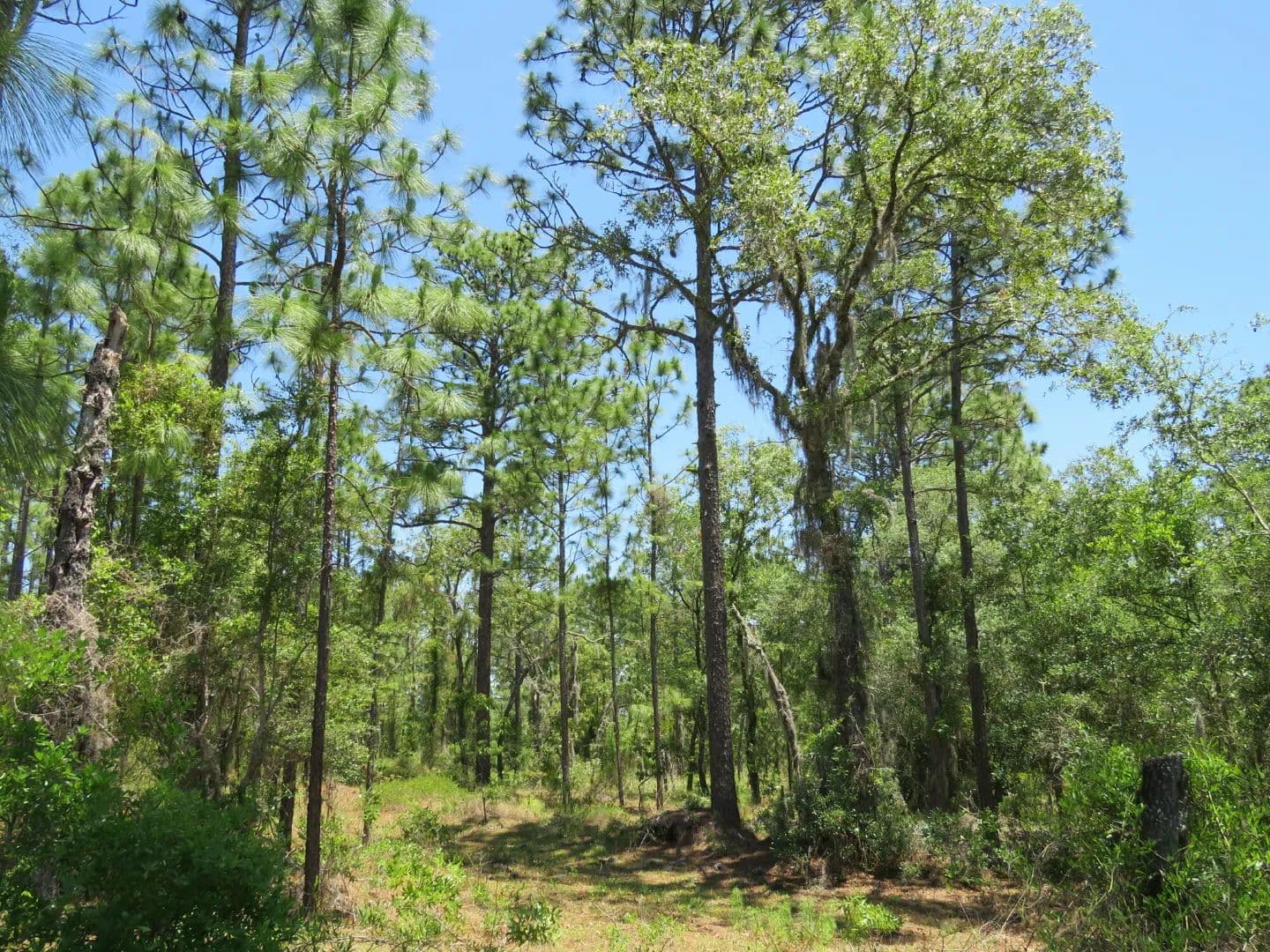 Early Bird Timberland & Recreational Tract - land for sale