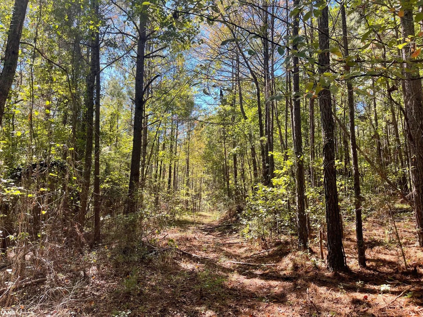 Fayette Timber, Hunting, Or Investment Opportunity - Fayette, Alabama, 35555