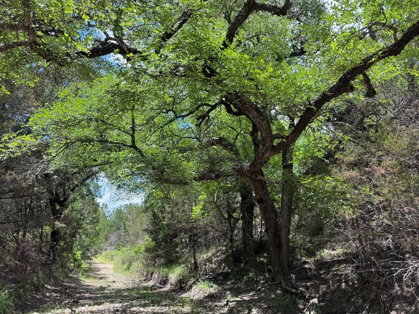 ROR Lot 136 - Goldthwaite, Texas, 78644