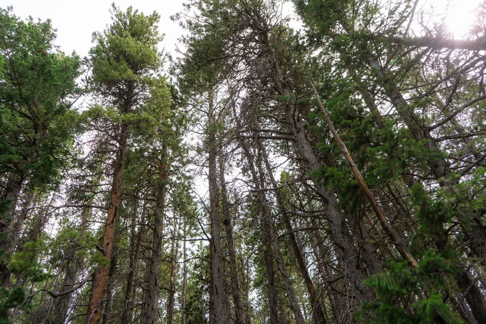 Twin Spruce 120 - land for sale