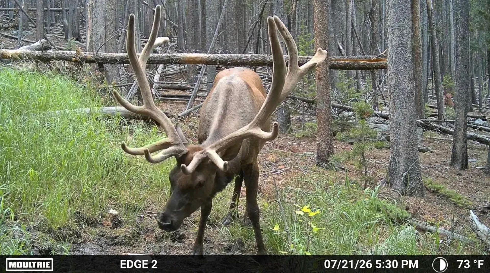 Twin Spruce 120 - Golden, Colorado, 80403