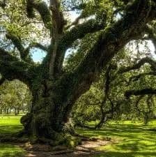 0.79 Acres of Land for Sale in Angleton, Texas - Angleton, Texas, 77515