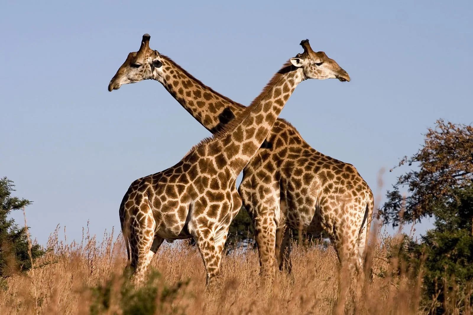 1540 Acres of Land for Sale in Hartenbos, Western Cape - South Africa