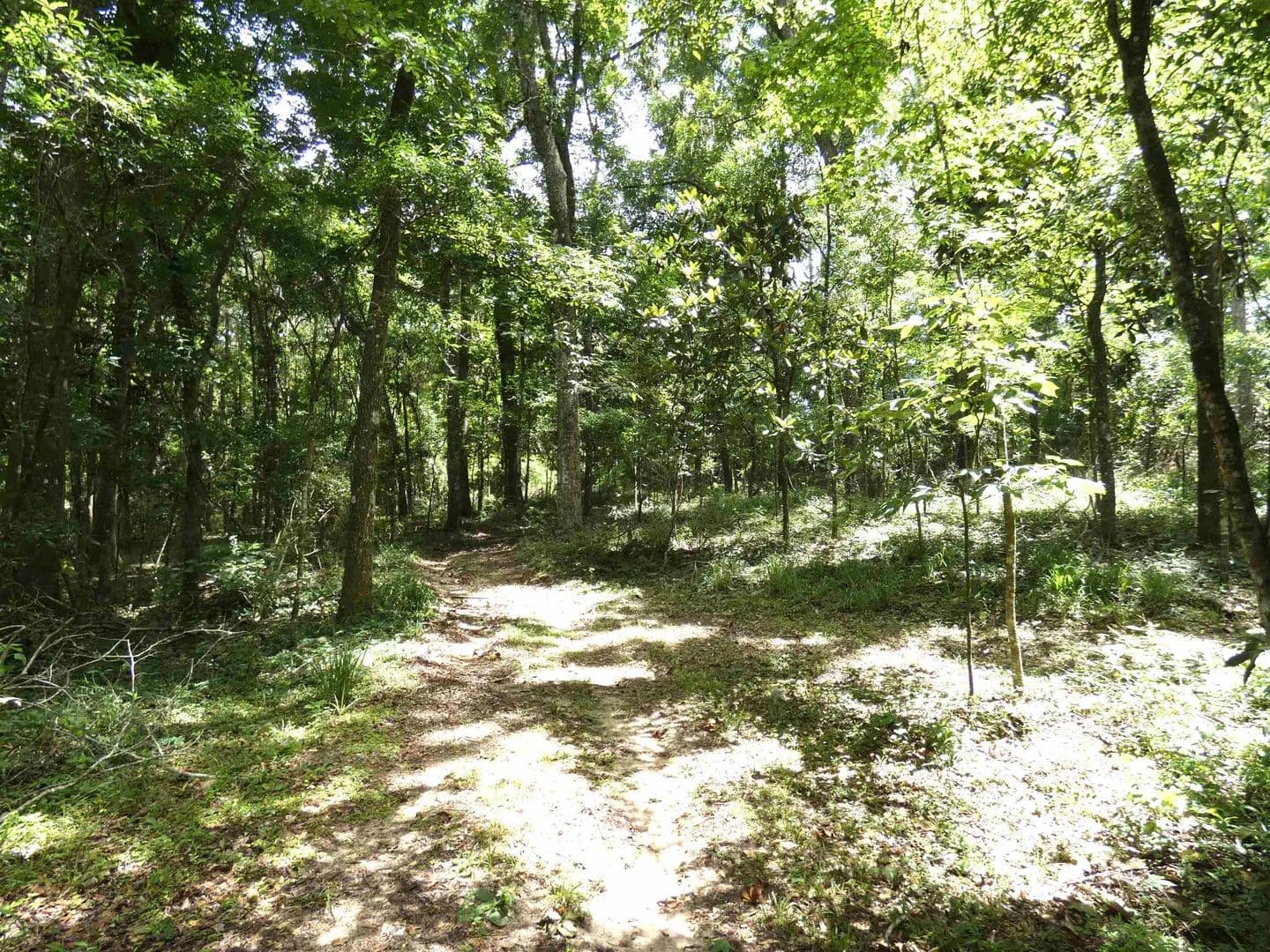 21.09 Acres of Land for Sale in Monticello, Florida - Monticello, Florida, 32344