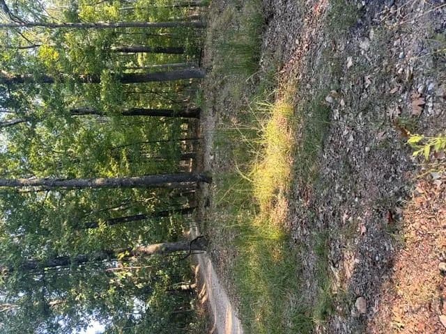 Land -Single Family Acreage in Eureka Springs - Eureka Springs, Arkansas, 72631