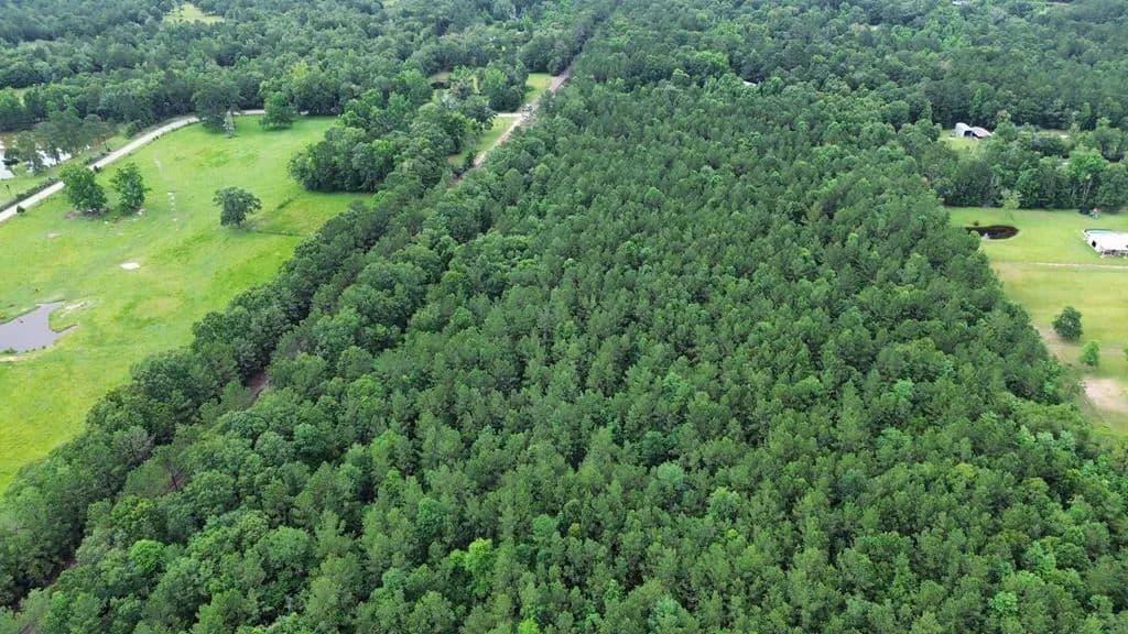55.1 Acres of Land for Sale in Kirbyville, Texas - Kirbyville, Texas, 75956