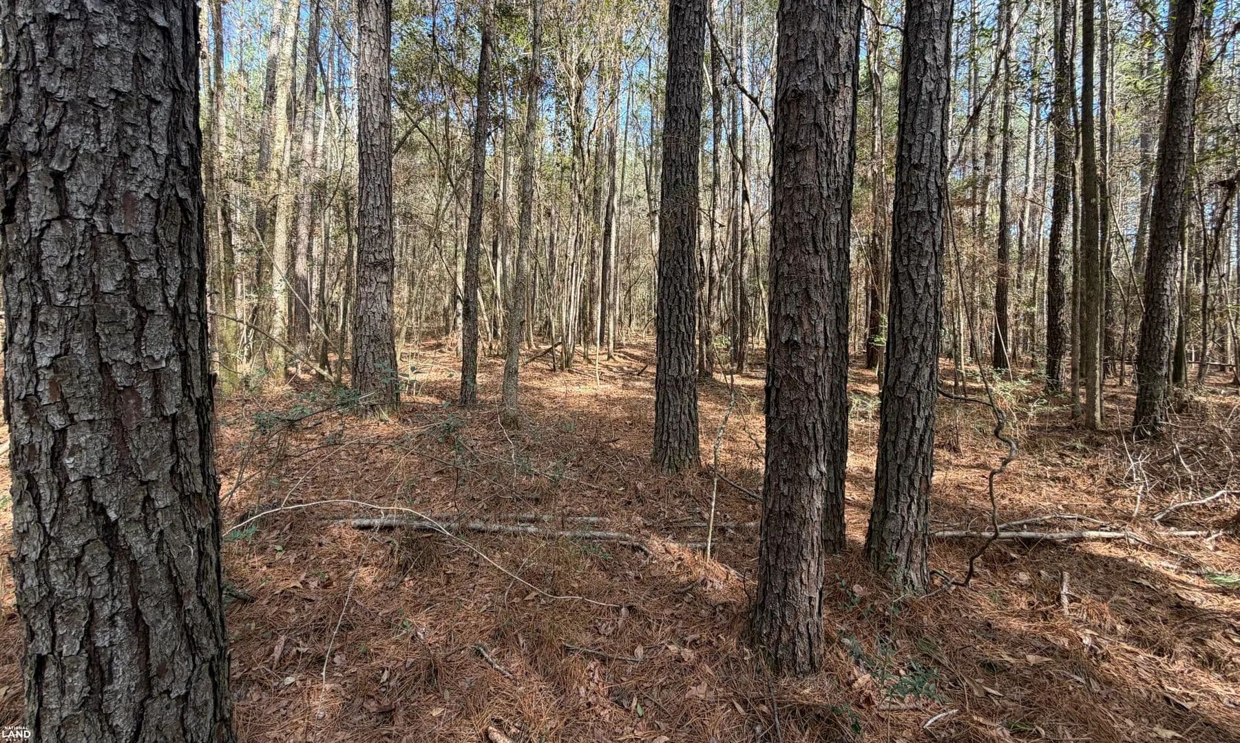 Tiger Drive Timber Tract - Elba, Alabama, 36323