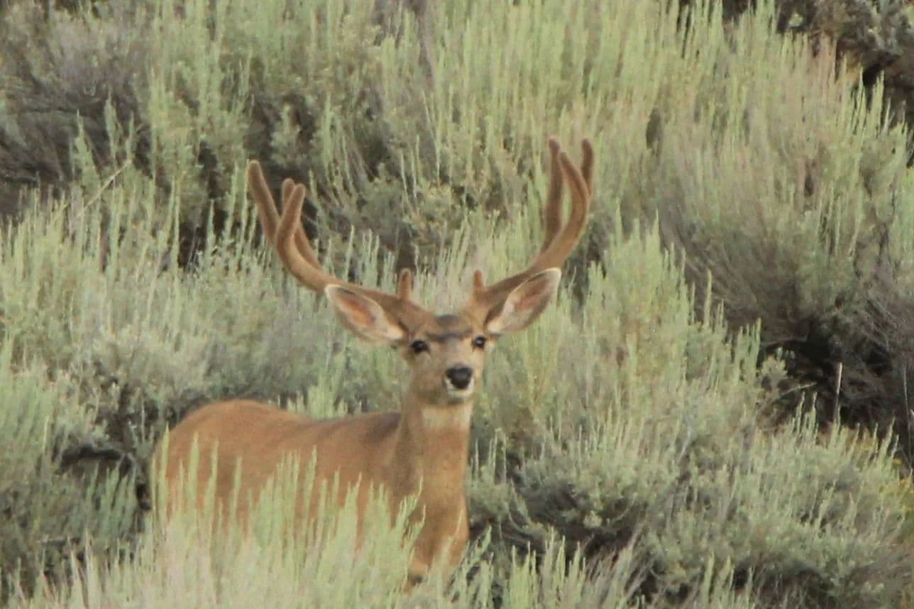 Stonebrush Ranch - Craig, Colorado, 81625