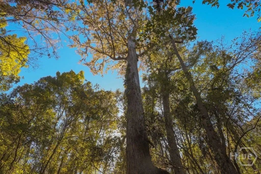 120 Acres of Land for Sale in Millen, Georgia - Millen, Georgia, 30442
