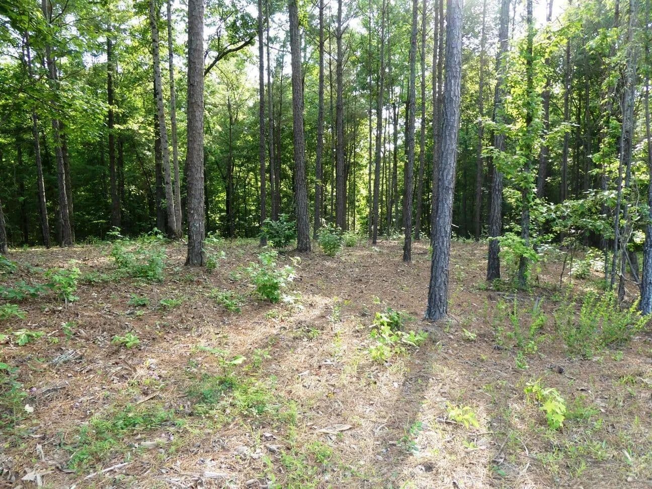 Property from LOT 74 HARBOR LIGHT TRAIL - KW - Jasper, Alabama, 35504