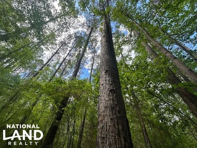 Red Bay Timber/Hunting Investment - Red Bay, Alabama, 35882