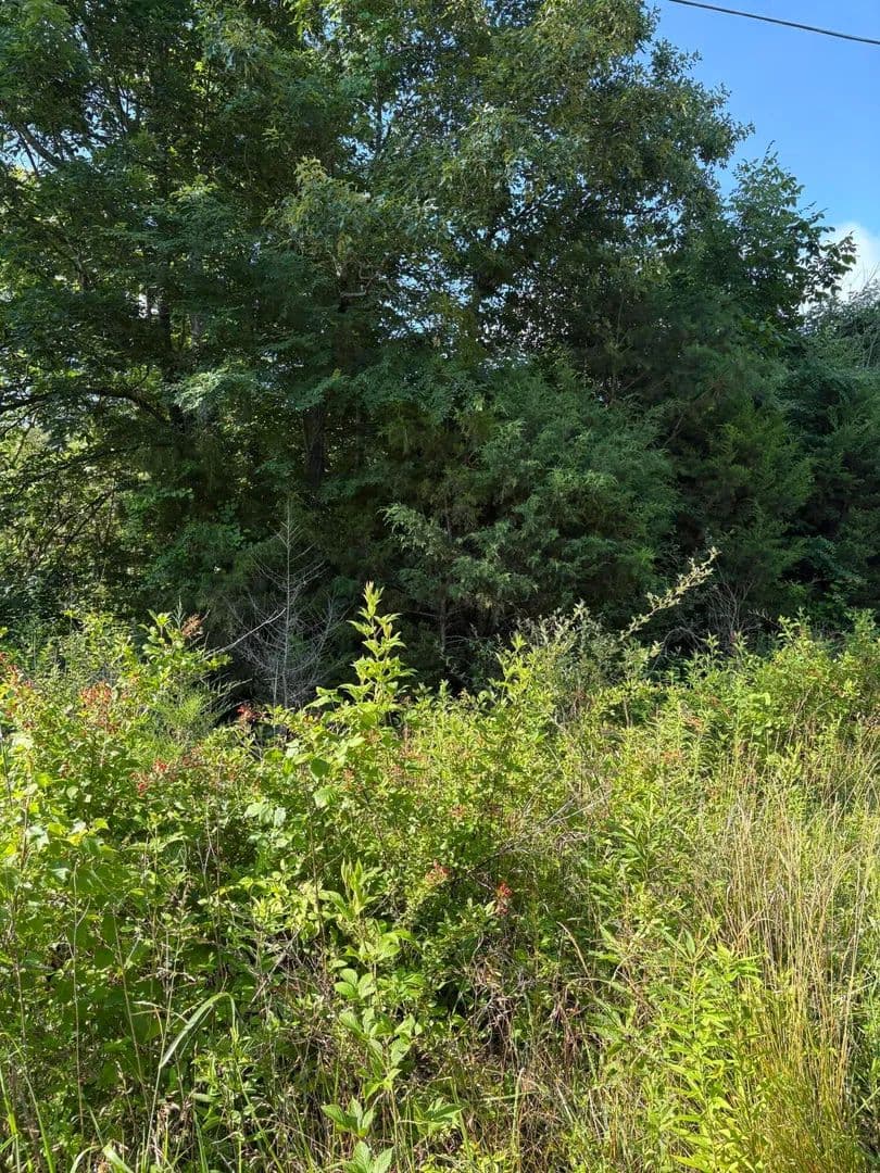 Property from Lot 6 Old Furnace Road - KW - Tellico Plains, Tennessee, 37385