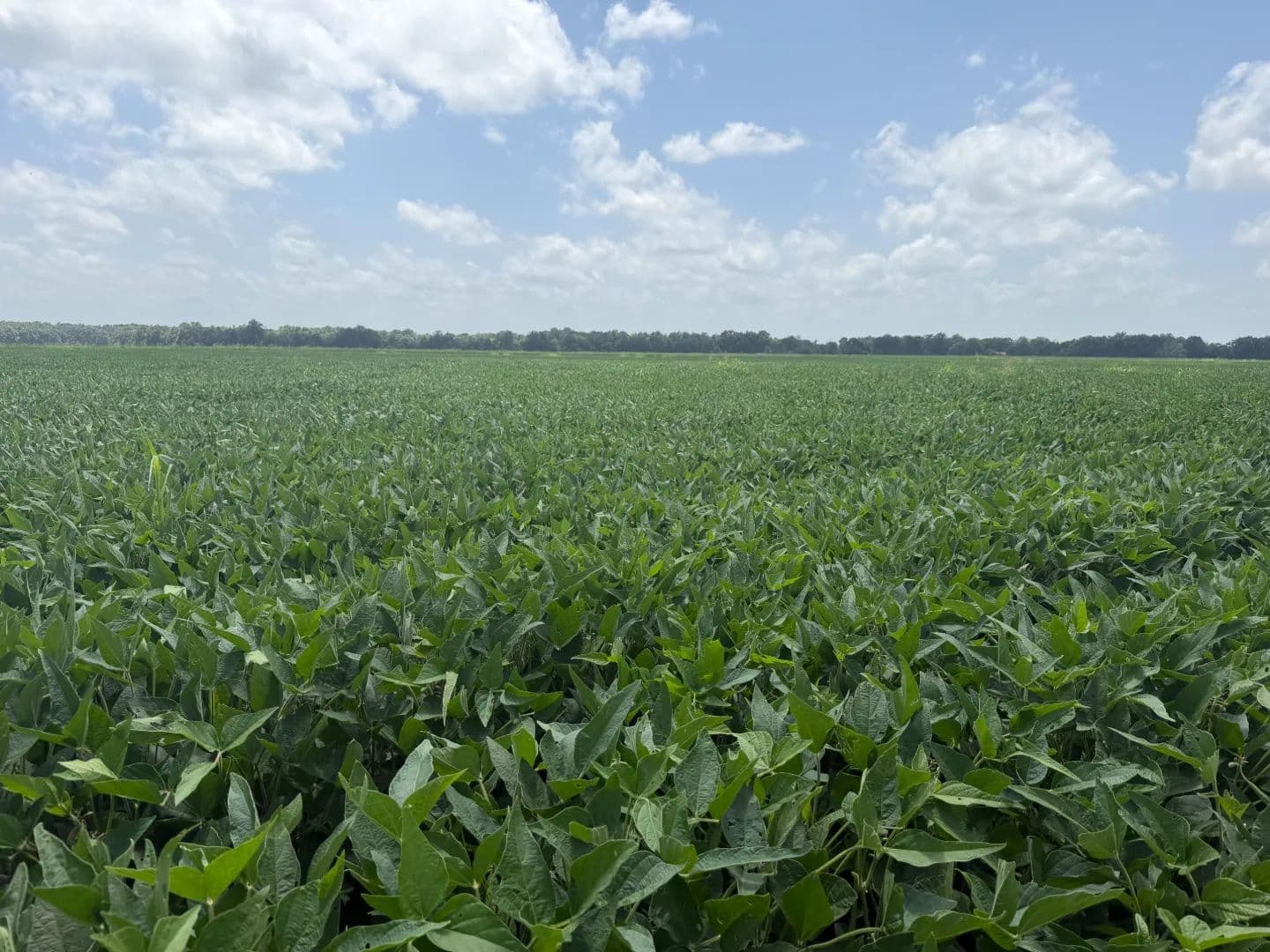 344 Acres in Quitman County, MS - Marks, Mississippi, 38646