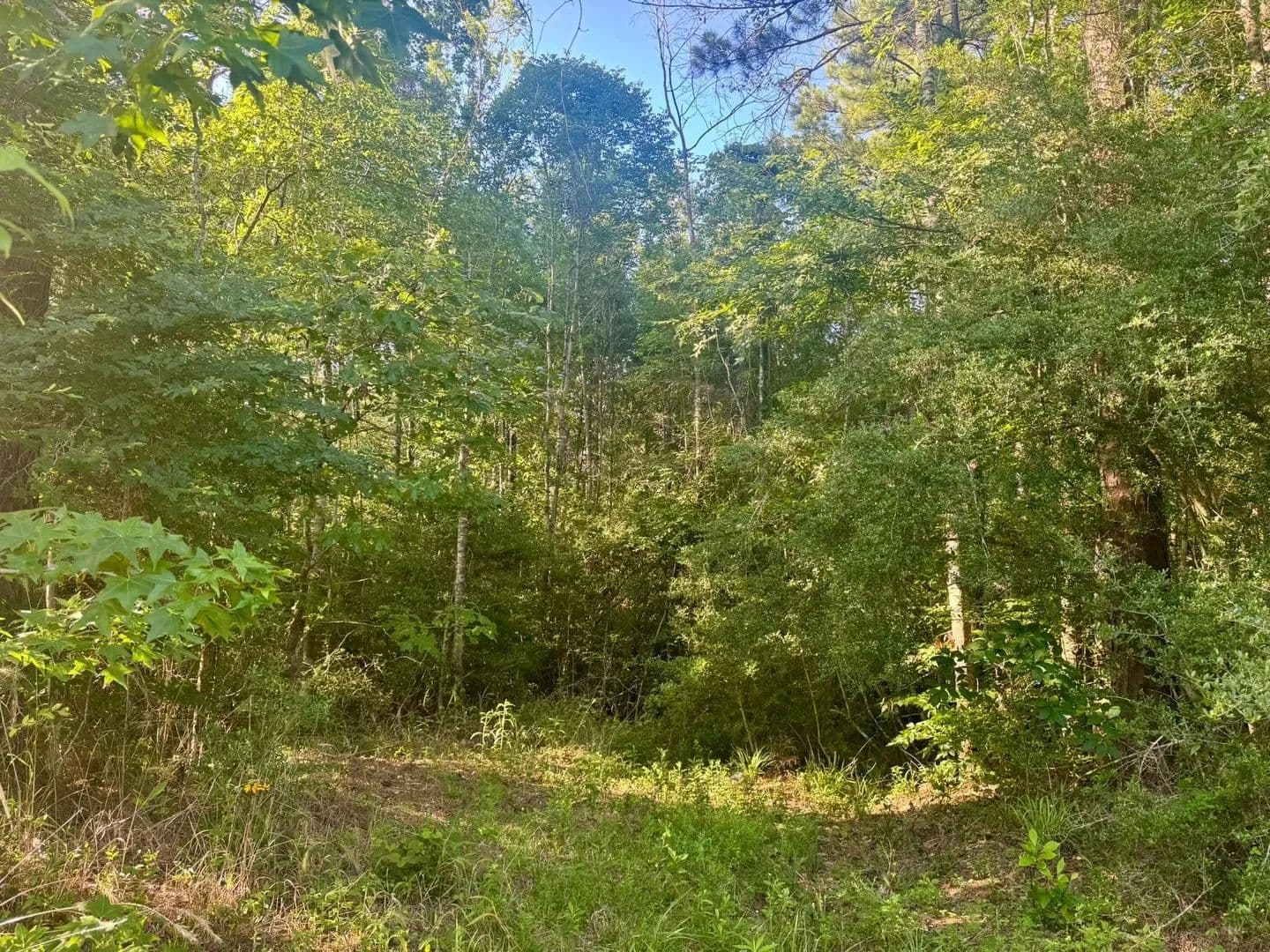 Property from TBD County Road 1039 - KW - Burkeville, Texas, 75932