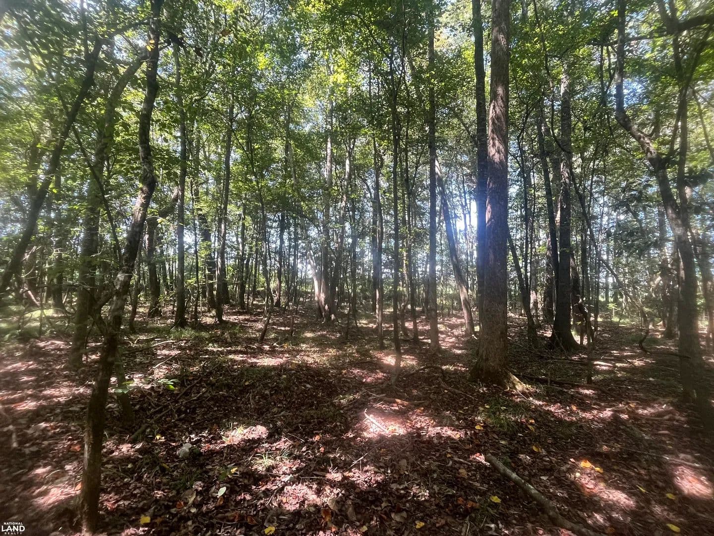 Commercial & Recreational Potential - HWY 167 & County Road 239 - New Brockton, Alabama, 36351