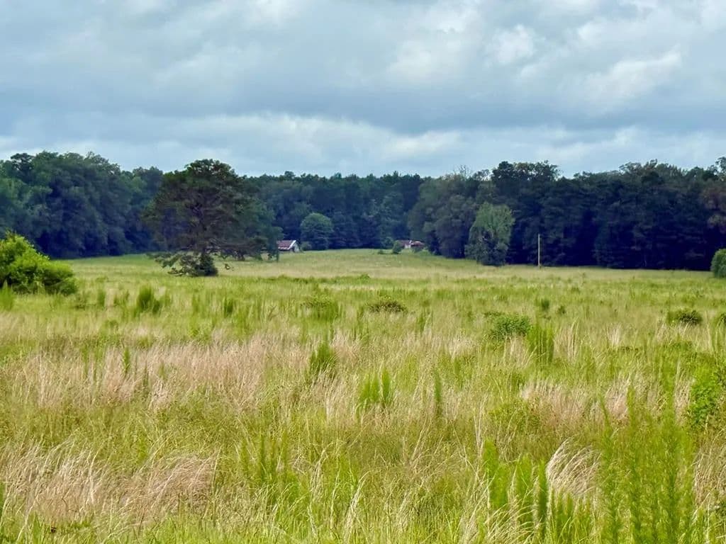 100 Acres of Land for Sale in Hemphill, TX - Hemphill, Texas, 75948