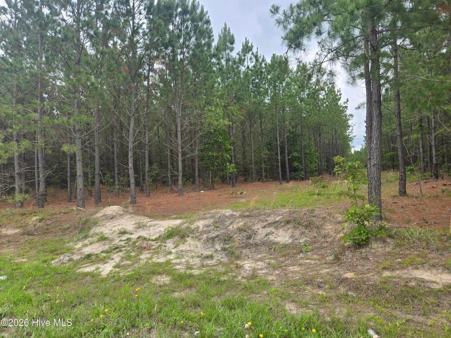 Property from Tract 14 Belford Church Road - KW - Jackson Springs, North Carolina, 27281