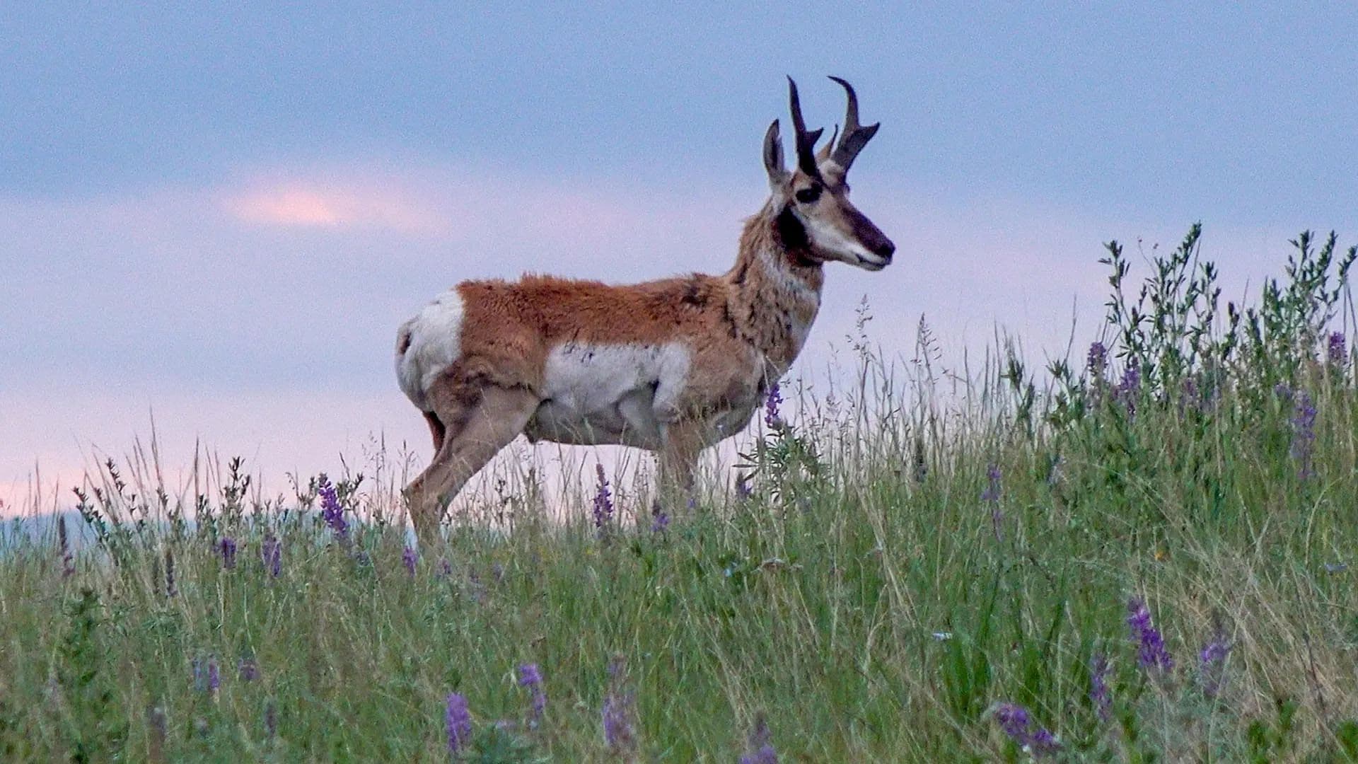 North Bridger Hunting Retreat - Wilsall, Montana, 59086