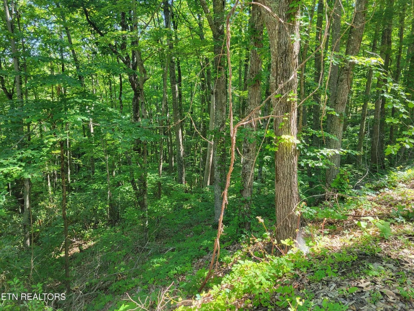 Property from Lot 20 Sunset Drive - KW - Sevierville, Tennessee, 37876