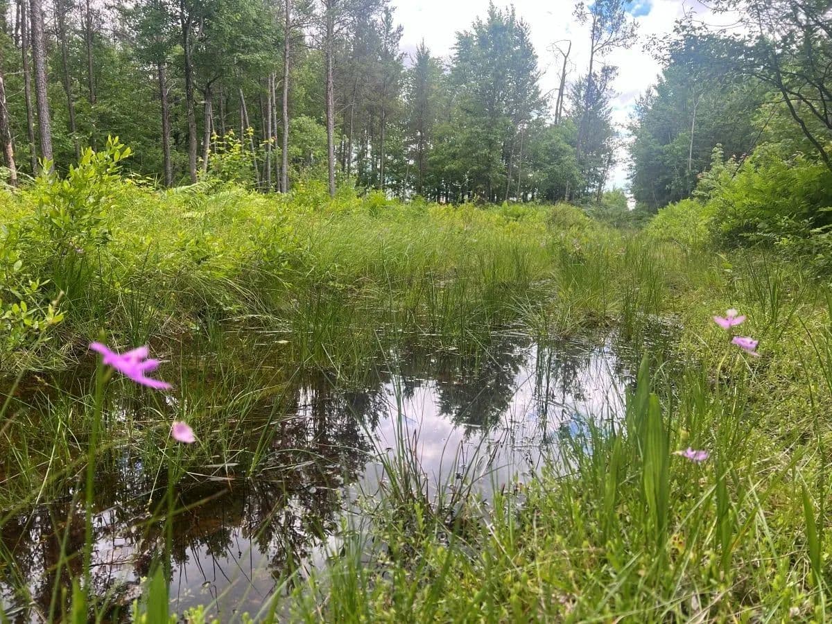 80 Acres of Land for Sale in Pittsville, WI - Pittsville, Wisconsin, 54466