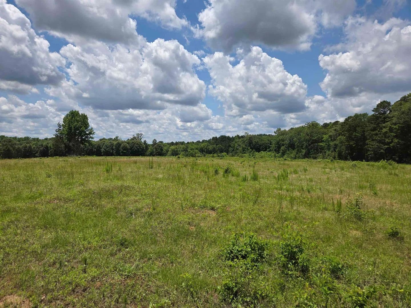 35.49 Acres of Land for Sale in Gilmer, Texas - Gilmer, Texas, 75644