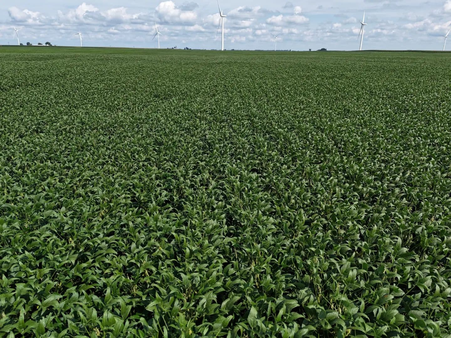 The Harris Farmland Auction | 78 +/- Acres | DeWitt County, IL - land for sale