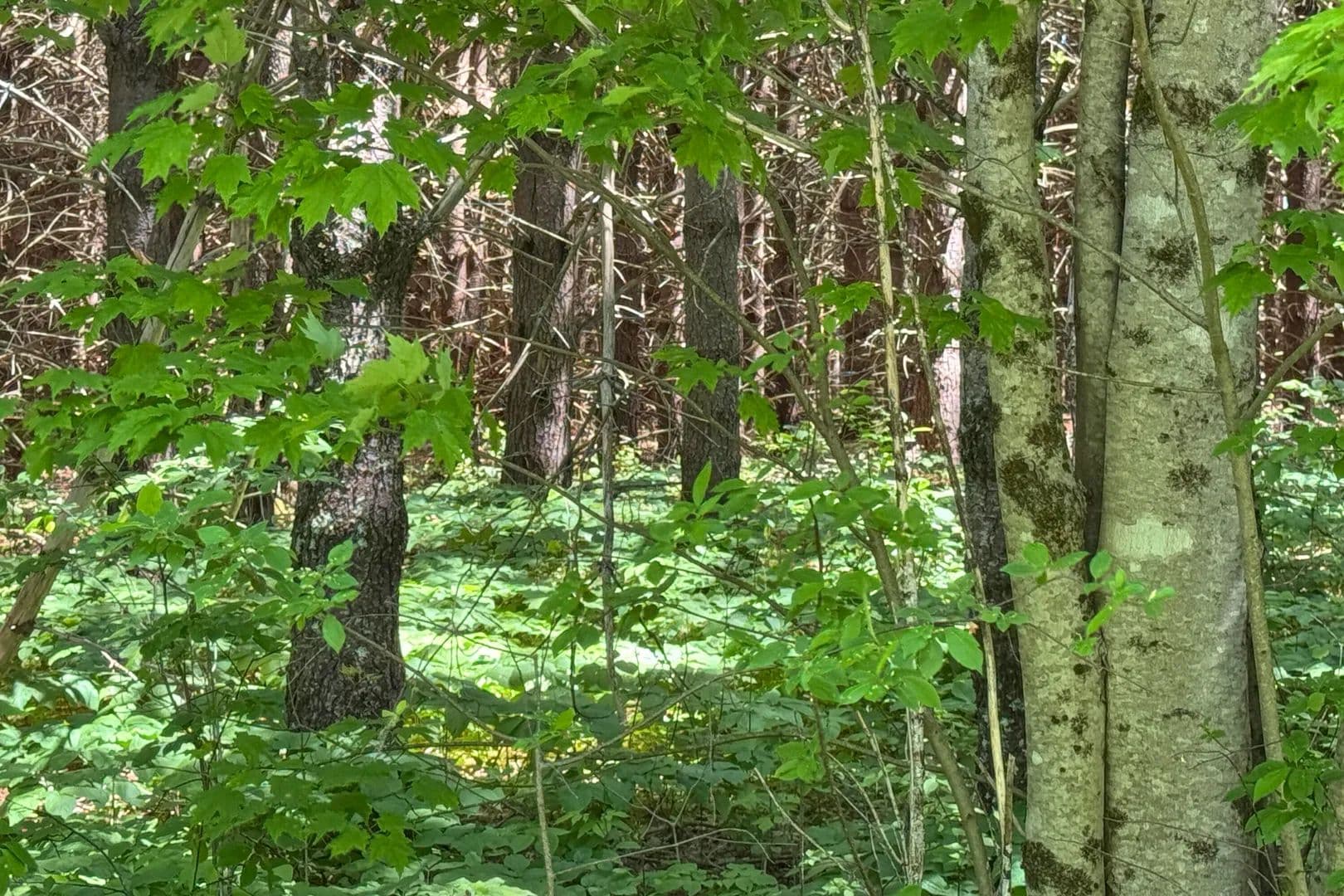 2.5 Acres of Land for Sale in Hope, ME - Hope, Maine, 04847