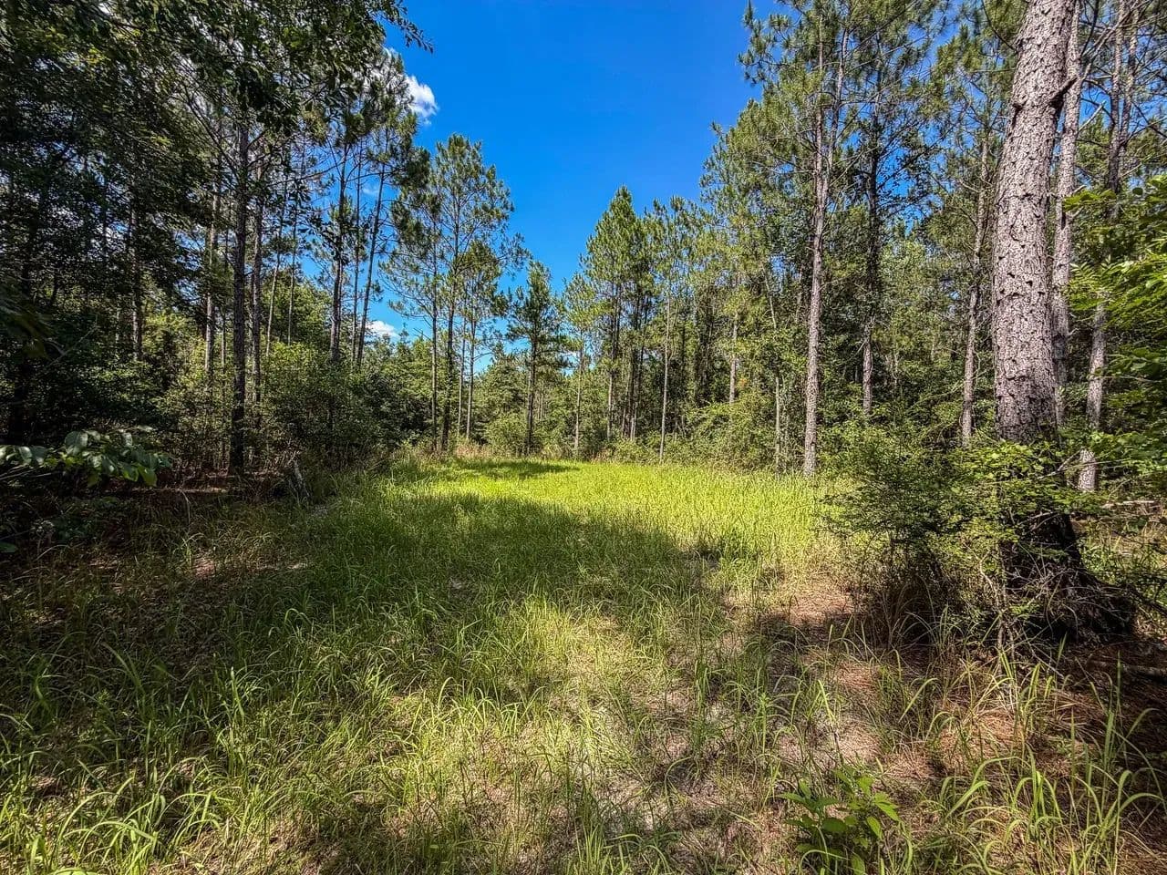Hurricane Branch- 85 acres Washington County - Vinegar Bend, Alabama, 36584