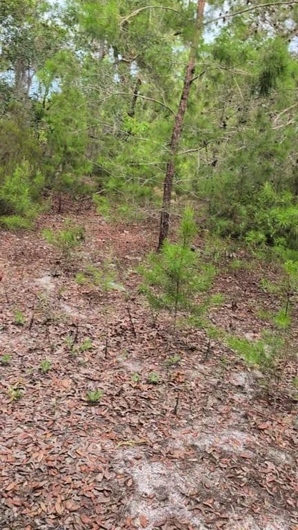 Vacant Land in Interlachen - Interlachen, Florida, 32148