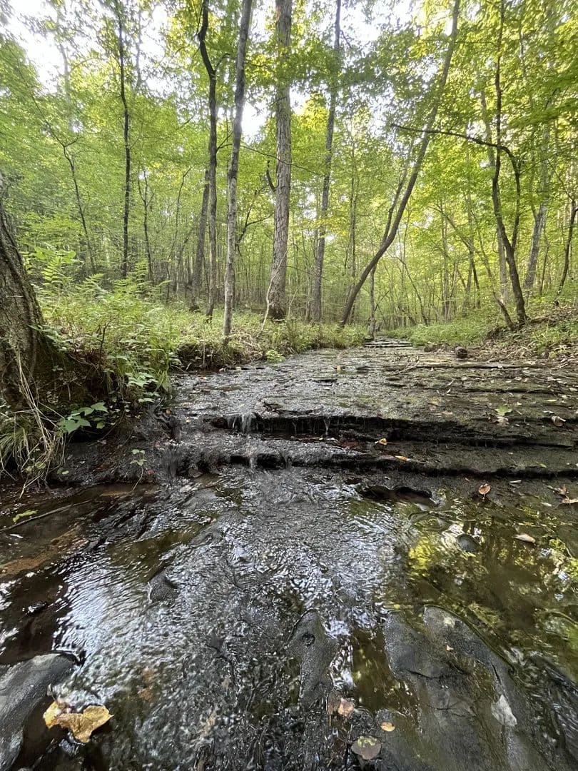 54 Acres of Land for Sale in Linden, Tennessee - Linden, Tennessee, 37096