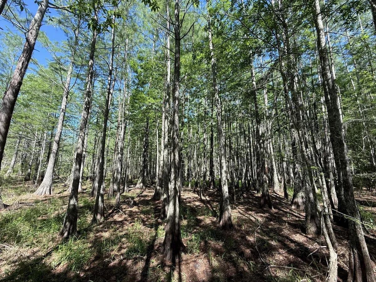 Babcock Cypress - Colquitt, Georgia, 39837