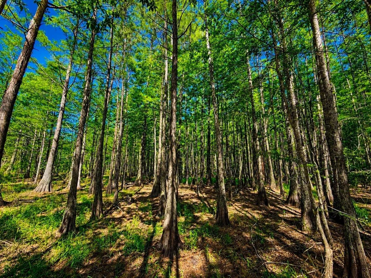 Babcock Cypress - land for sale