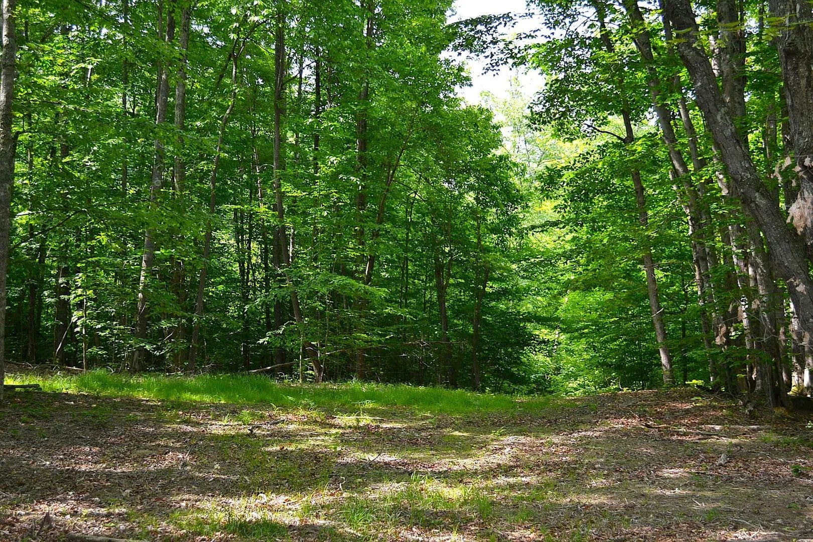 Property from Cold Hollow Rd - KW - Rainelle, West Virginia, 25962