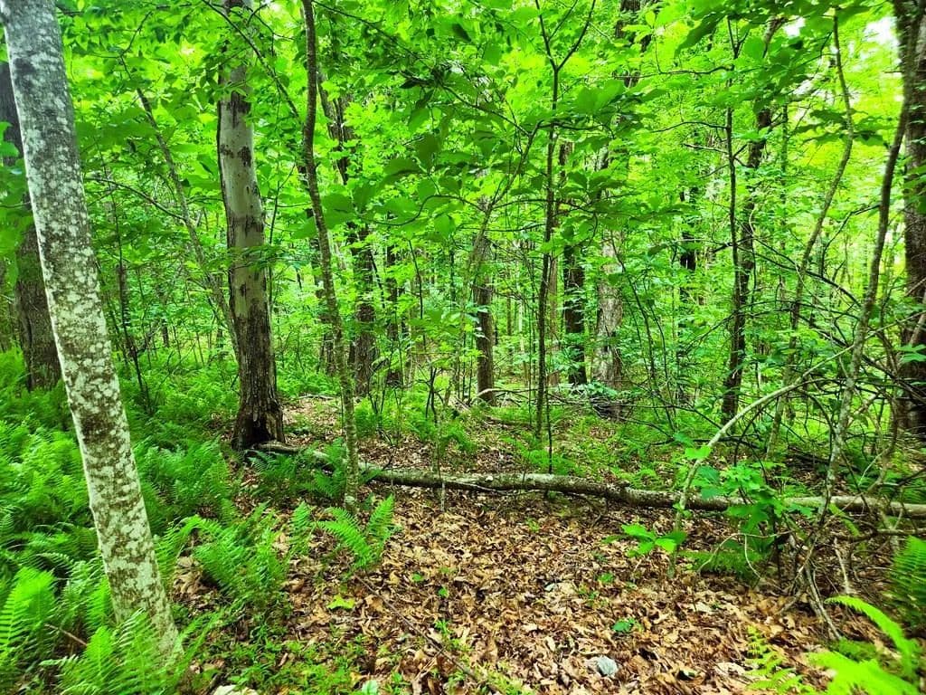 Property from TBD Glennburn Ln #TBD - KW - Vesta, Virginia, 24177