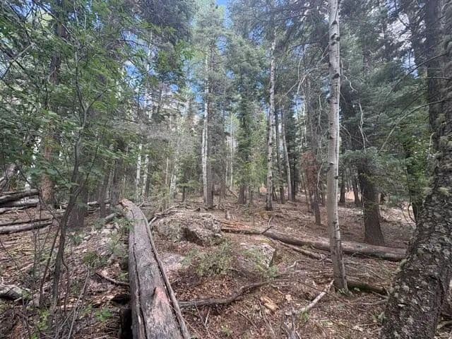 Property from 29 Brazos Lodge Estates - KW - Chama, New Mexico, 87520