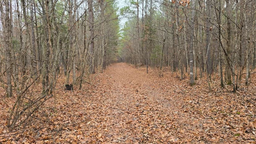 30 Acres in Oktibbeha County, MS