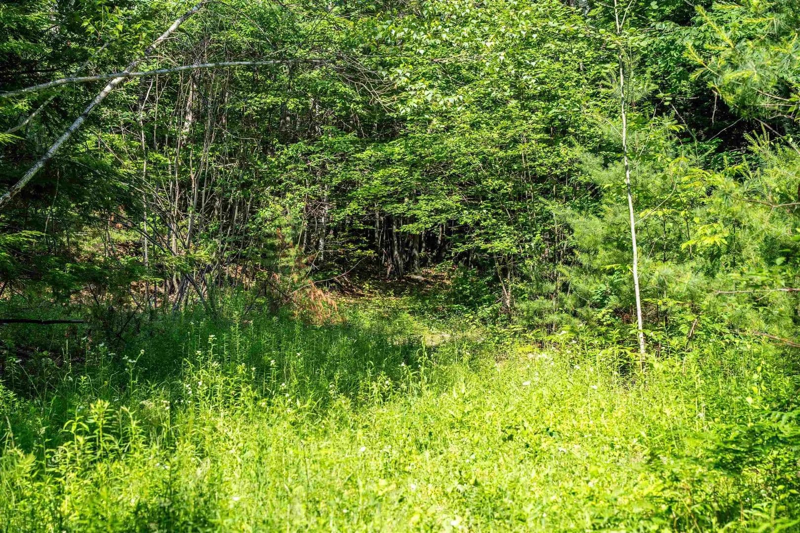 5.01 Acres of Land for Sale in Moultonborough, NH - Moultonborough, New Hampshire, 03254